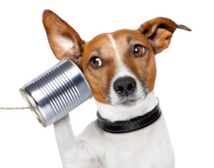 communication skills