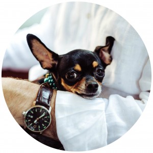 Used - Blog - June 2 - Dog - Circle