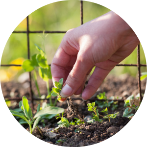 engagedhr-weeds-round